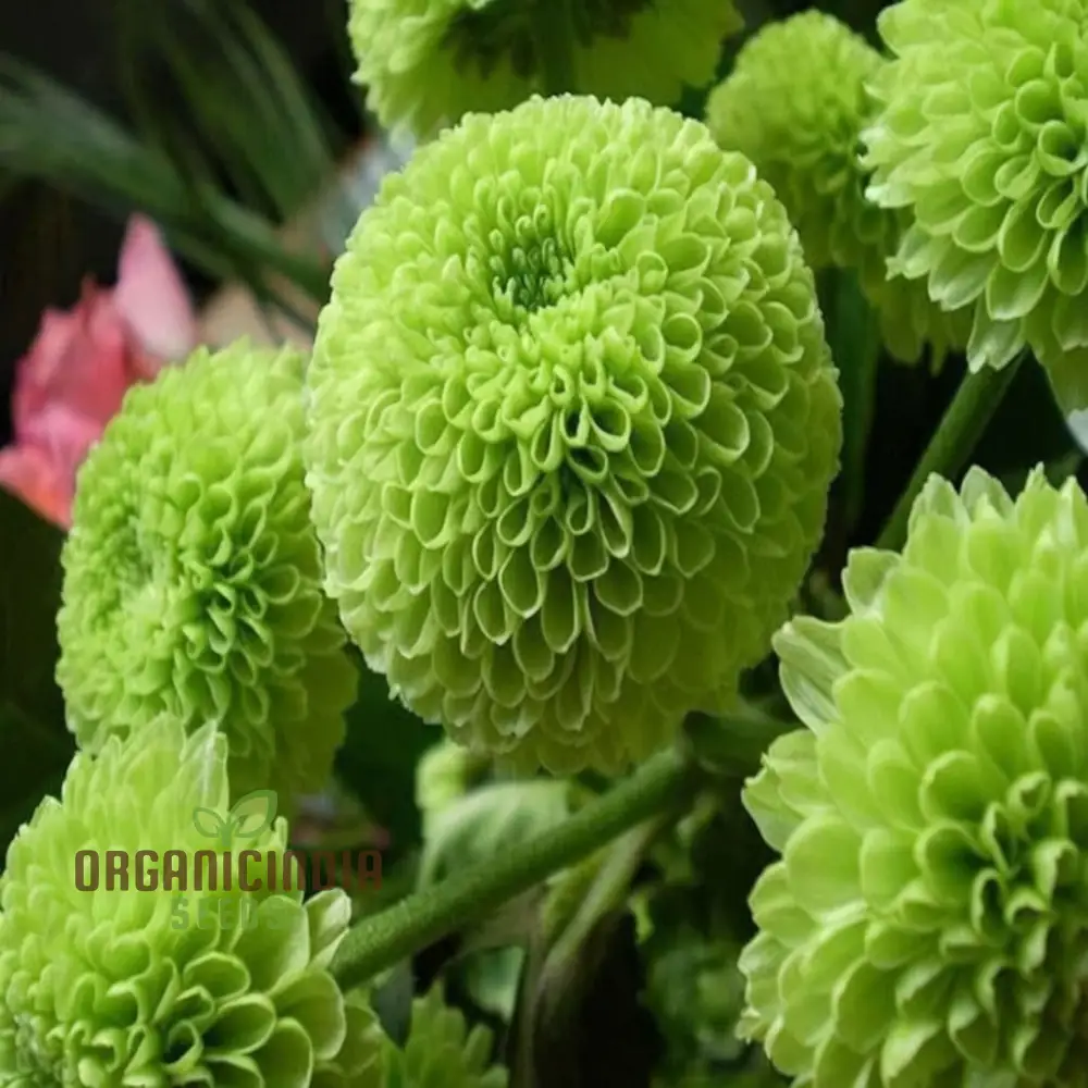 Organic Green Chrysanthemum Flower Seeds, Stunning Green Chrysanthemums Fresh, Fragrant Blooms for Your Garden - Growing plant
