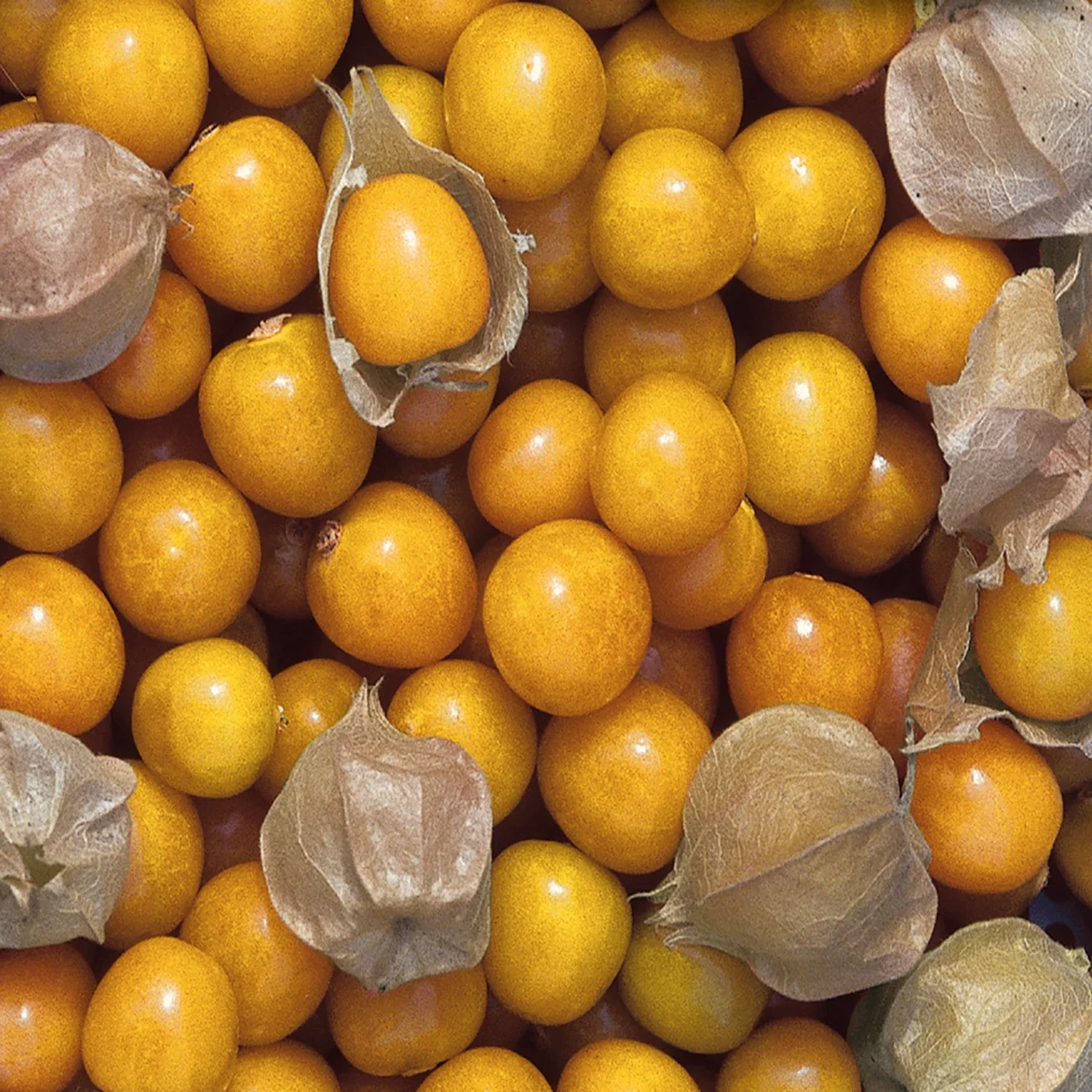 Organic Ground Cherry Seeds