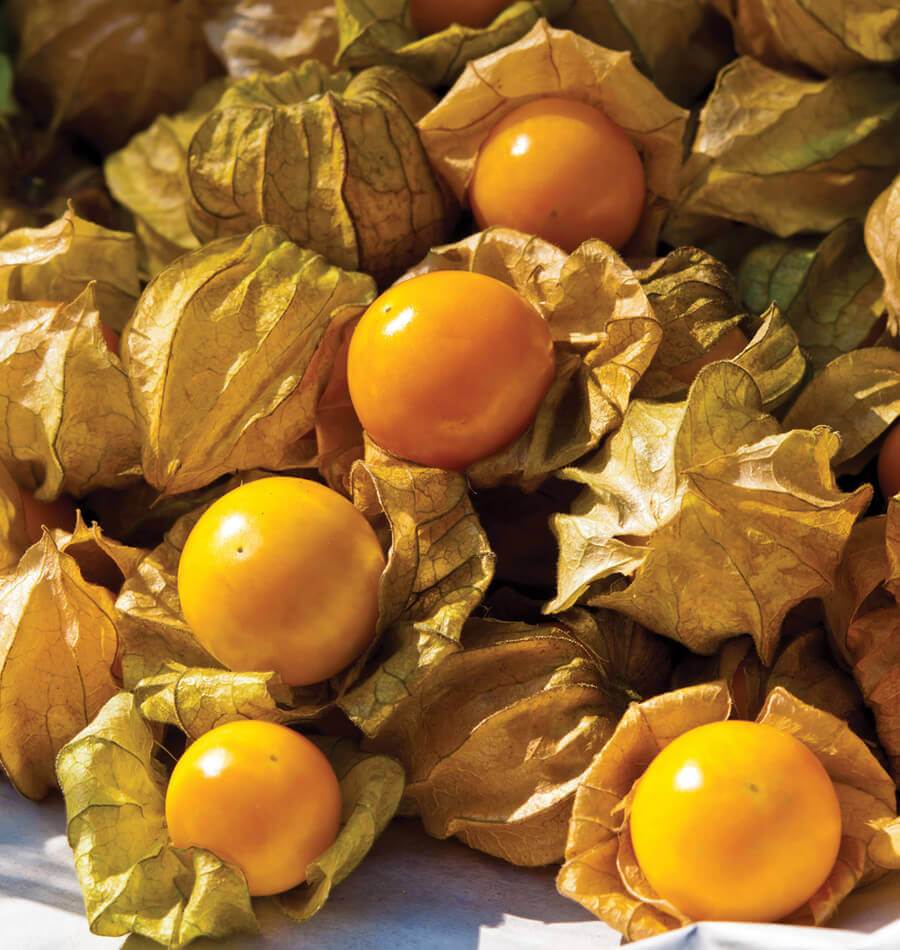 Organic Ground Cherry Seeds - Image 3