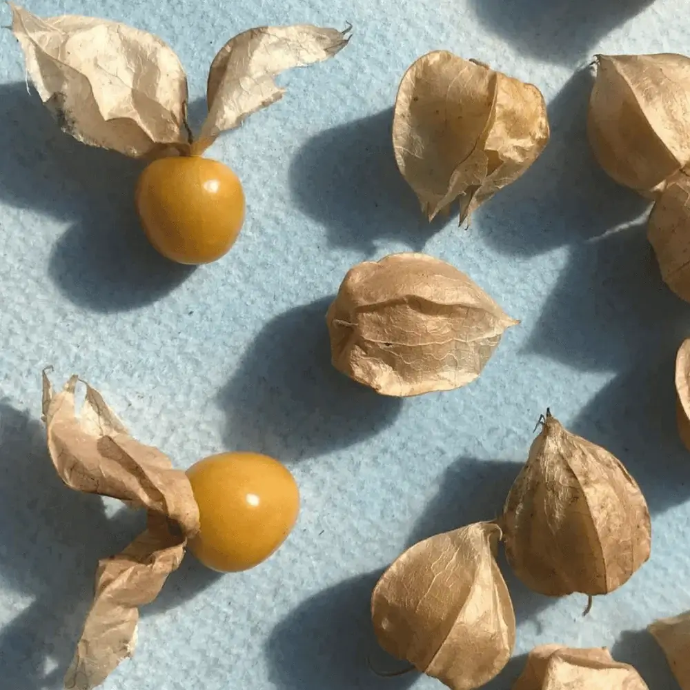 Organic Ground Cherry Seeds - Image 5