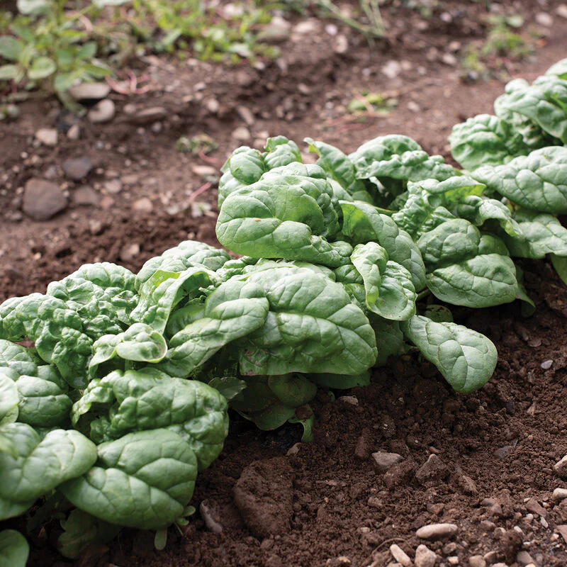 Organic Hammerhead Spinach Seeds – Hearty, Nutritious Greens for Your Garden