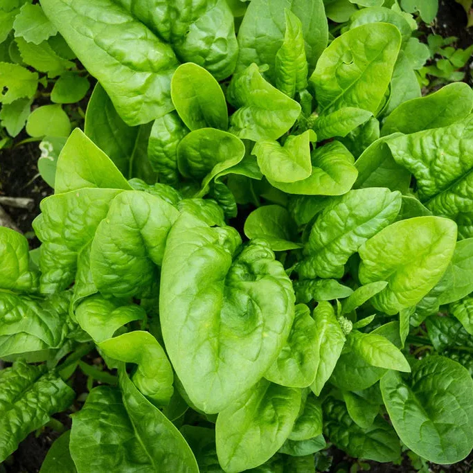 Organic Hammerhead Spinach Seeds – Hearty, Nutritious Greens for Your Garden - Image 2