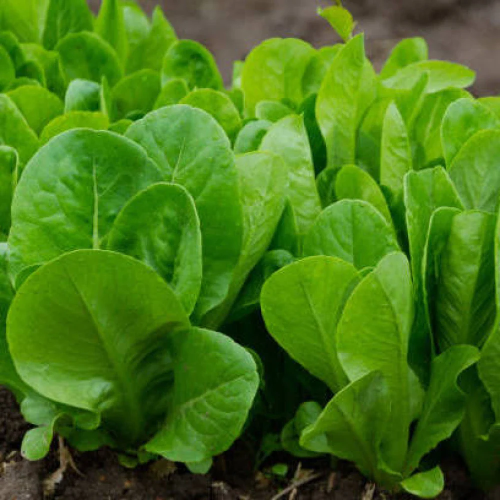 Organic Hammerhead Spinach Seeds – Hearty, Nutritious Greens for Your Garden - Image 3