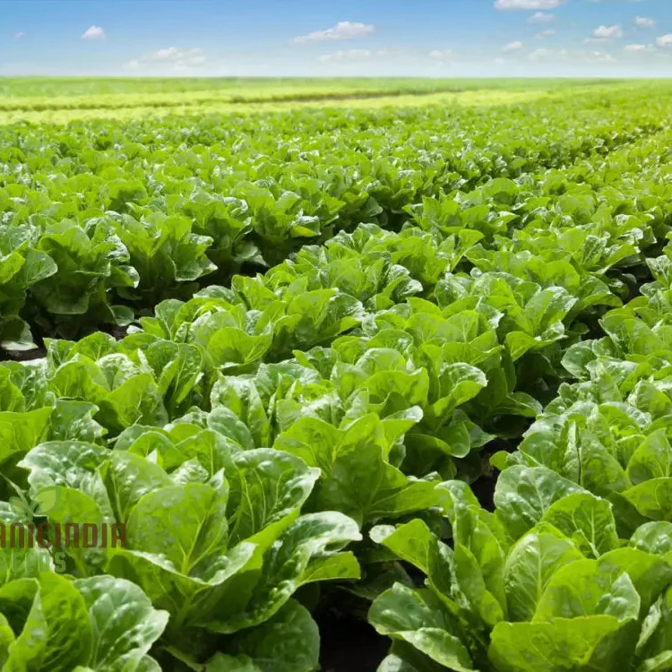 Organic Iceburg Lettuce Seeds for Vibrant Home Gardening | Grow Crisp and Crunchy Iceburg Lettuce in Your Garden with Our High-Quality Seeds