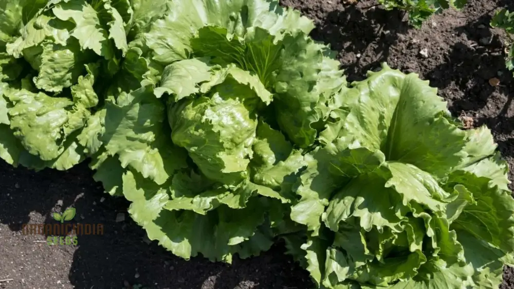 Organic Iceburg Lettuce Seeds for Vibrant Home Gardening | Grow Crisp and Crunchy Iceburg Lettuce in Your Garden with Our High-Quality Seeds - Image 3