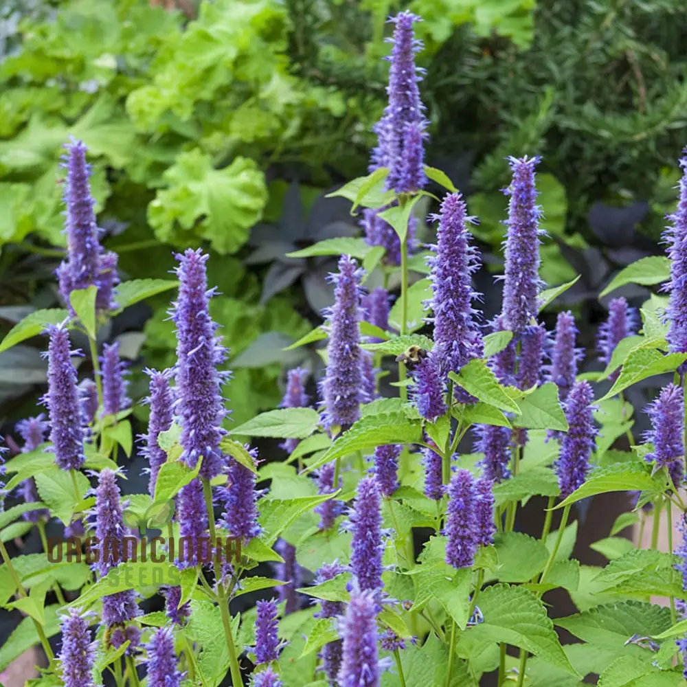 Organic Lavender Hyssop Seeds – Aromatic, Medicinal, Bee-Friendly Herb for Garden