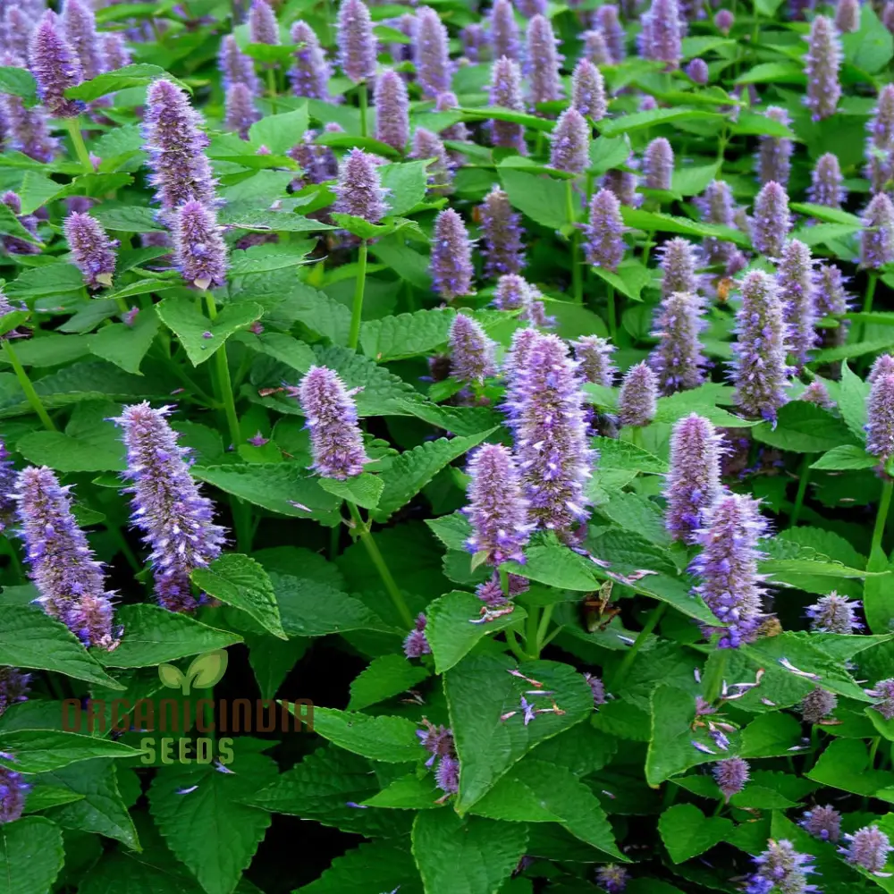 Organic Lavender Hyssop Seeds – Aromatic, Medicinal, Bee-Friendly Herb for Garden - Image 3
