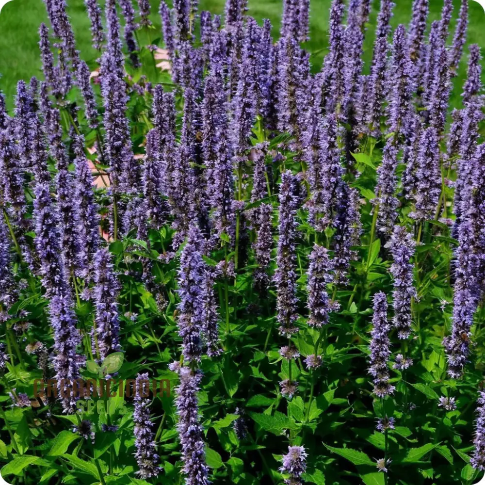 Organic Lavender Hyssop Seeds – Aromatic, Medicinal, Bee-Friendly Herb for Garden - Image 4