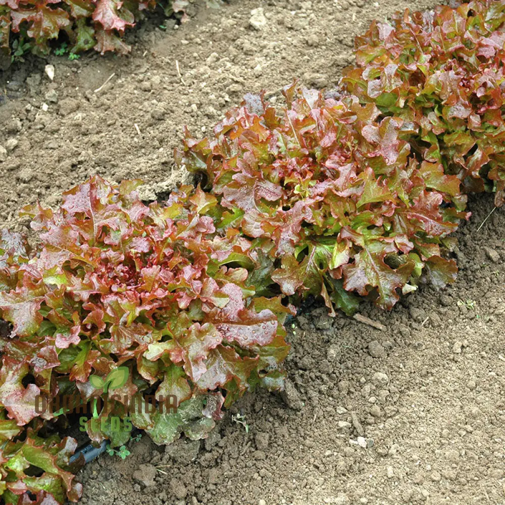 Organic Lettuce Red Salad Bowl Seeds for Planting - Perfect for Home Gardening, Fresh Salads, and Abundant Harvests