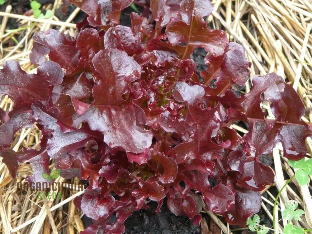 Organic Lettuce Red Salad Bowl Seeds for Planting - Perfect for Home Gardening, Fresh Salads, and Abundant Harvests - Image 3