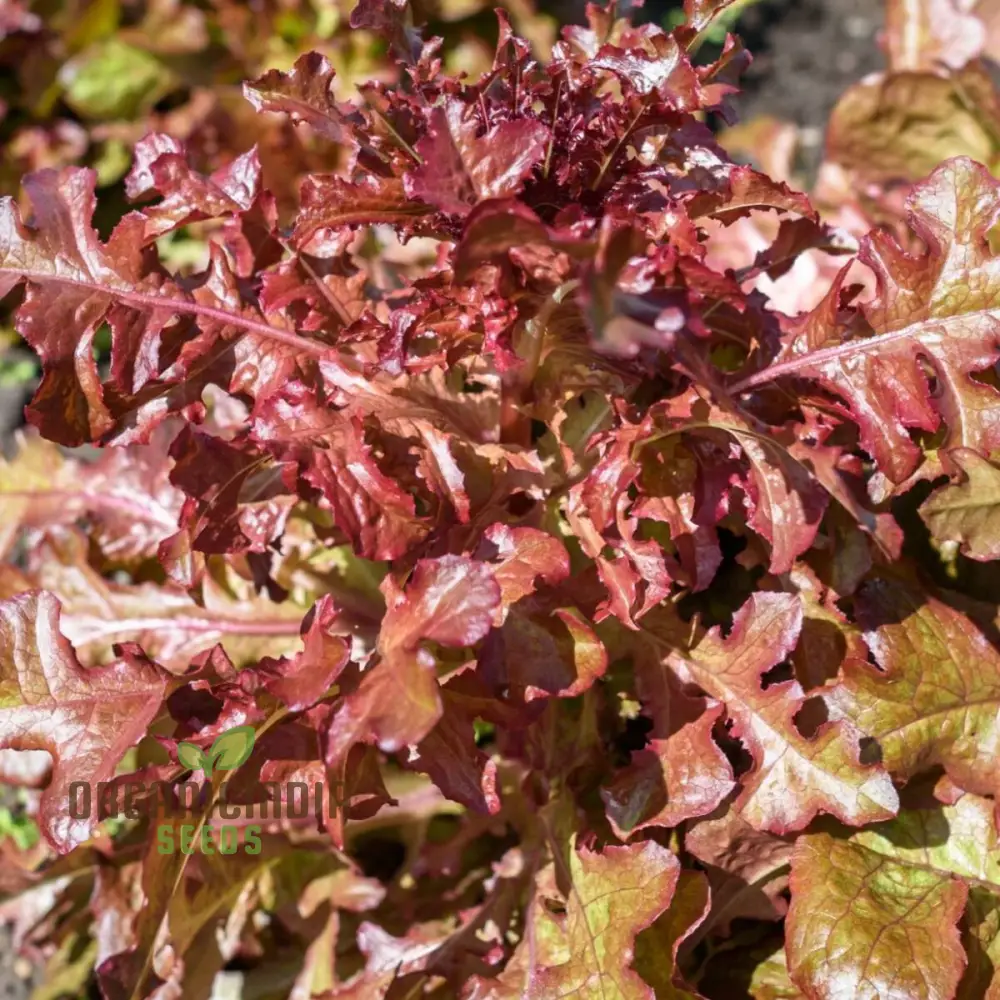 Organic Lettuce Red Salad Bowl Seeds for Planting - Perfect for Home Gardening, Fresh Salads, and Abundant Harvests - Image 4