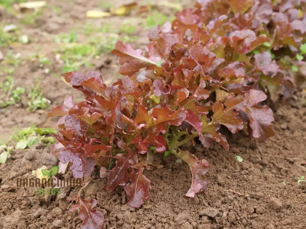 Organic Lettuce Red Salad Bowl Seeds for Planting - Perfect for Home Gardening, Fresh Salads, and Abundant Harvests - Image 5