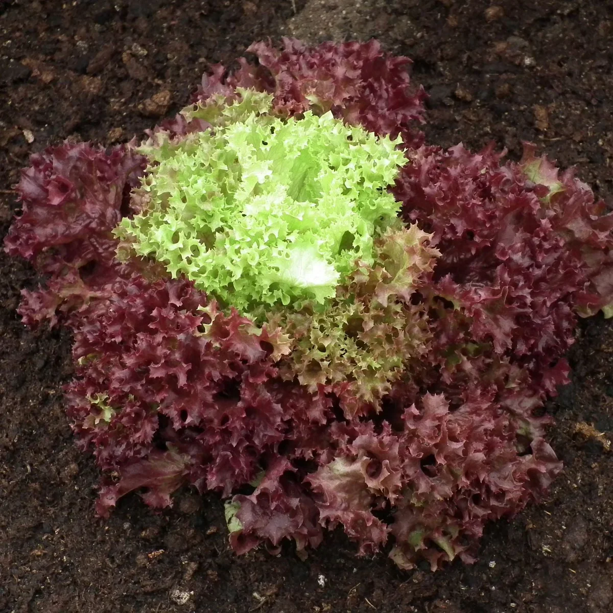 Lettuce Lolla Rossa Vegetable Seeds - Grow Crisp and Colorful Salad Greens - Image 3