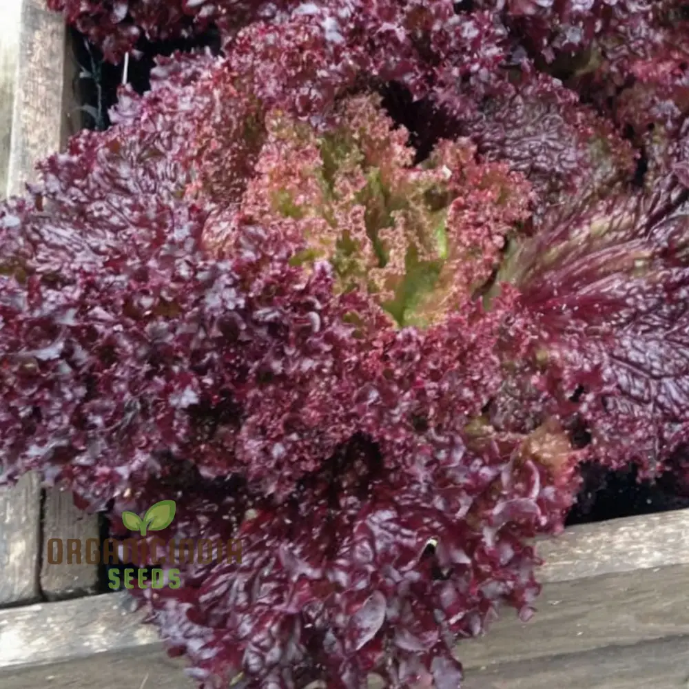 Organic Lollo Rossa Lettuce Seeds for Gardening Enthusiasts | Shop Premium Garden Seeds - Image 3
