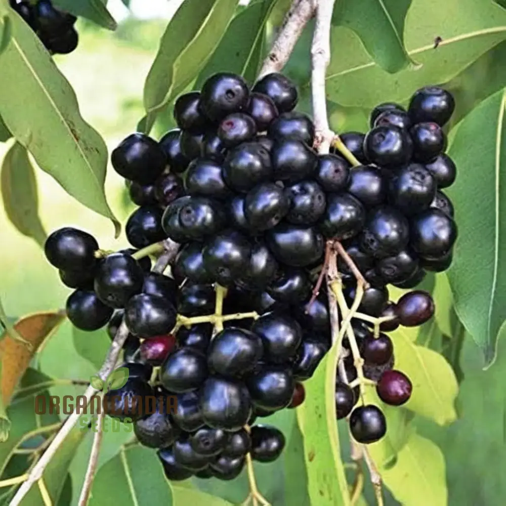 Organic Malabar Plum Fruit Seeds: Cultivate Your Lush Garden Oasis with Premium Gardening Seeds - Image 3