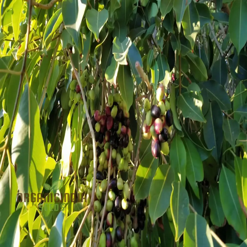 Organic Malabar Plum Fruit Seeds: Cultivate Your Lush Garden Oasis with Premium Gardening Seeds - Image 4