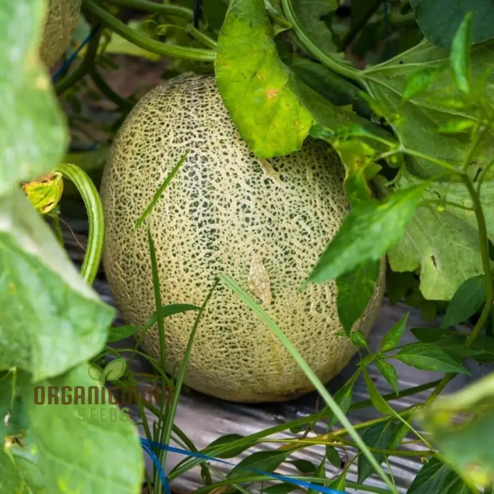 Organic Melon Seeds - Honey Rock, Premium Seeds for Planting