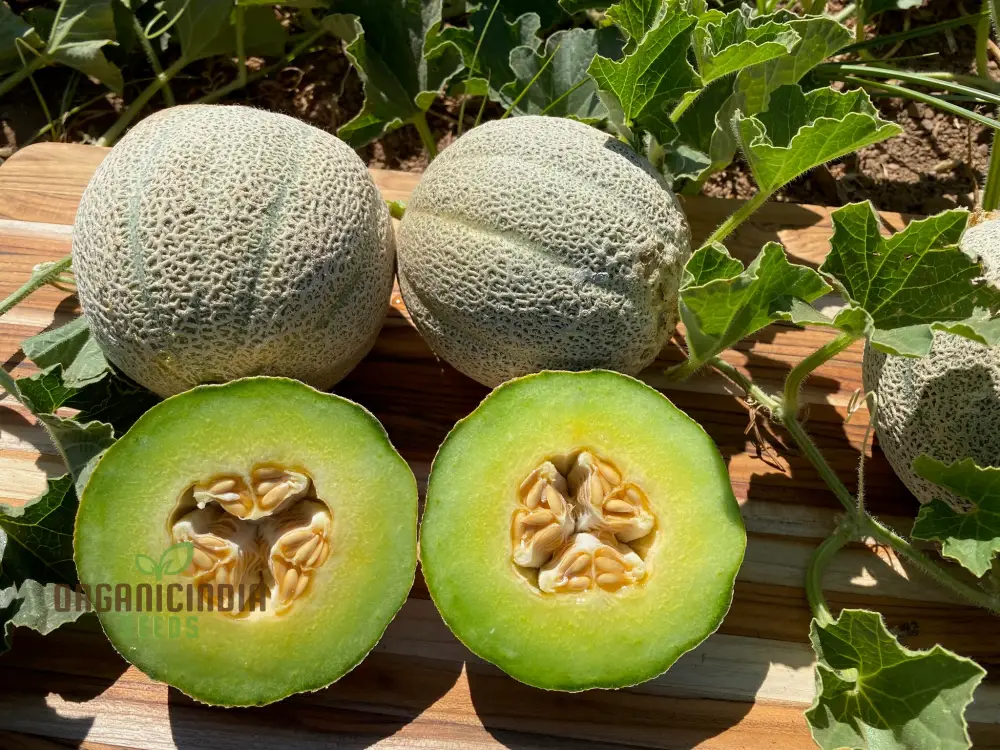 Organic Melon Seeds - Honey Rock, Premium Seeds for Planting - Image 3