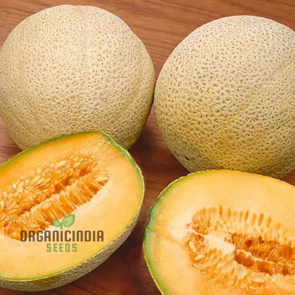 Organic Melon Seeds - Honey Rock, Premium Seeds for Planting - Image 4