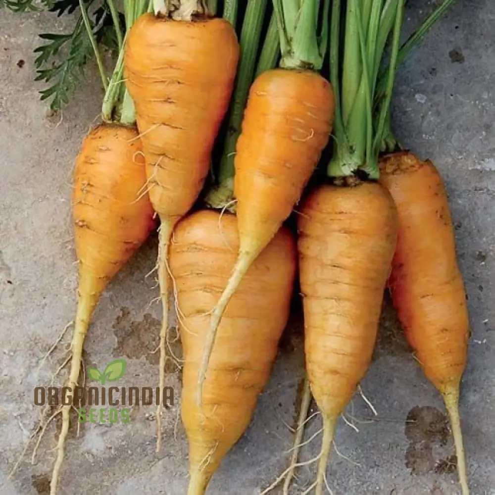 Organic Oxheart Carrot Seeds For planting: Heirloom Gardening Delight for Long, Sweet Harvests