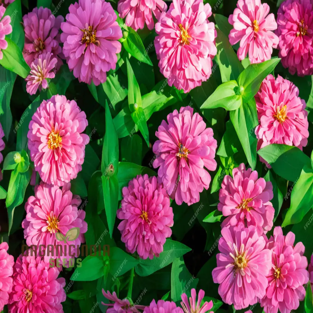 Organic Pink Marigold Flower Seeds, Planting and Quality Seeds for Your Garden - Image 4