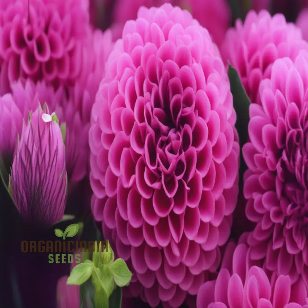 Organic Pink Marigold Flower Seeds, Planting and Quality Seeds for Your Garden - Image 5