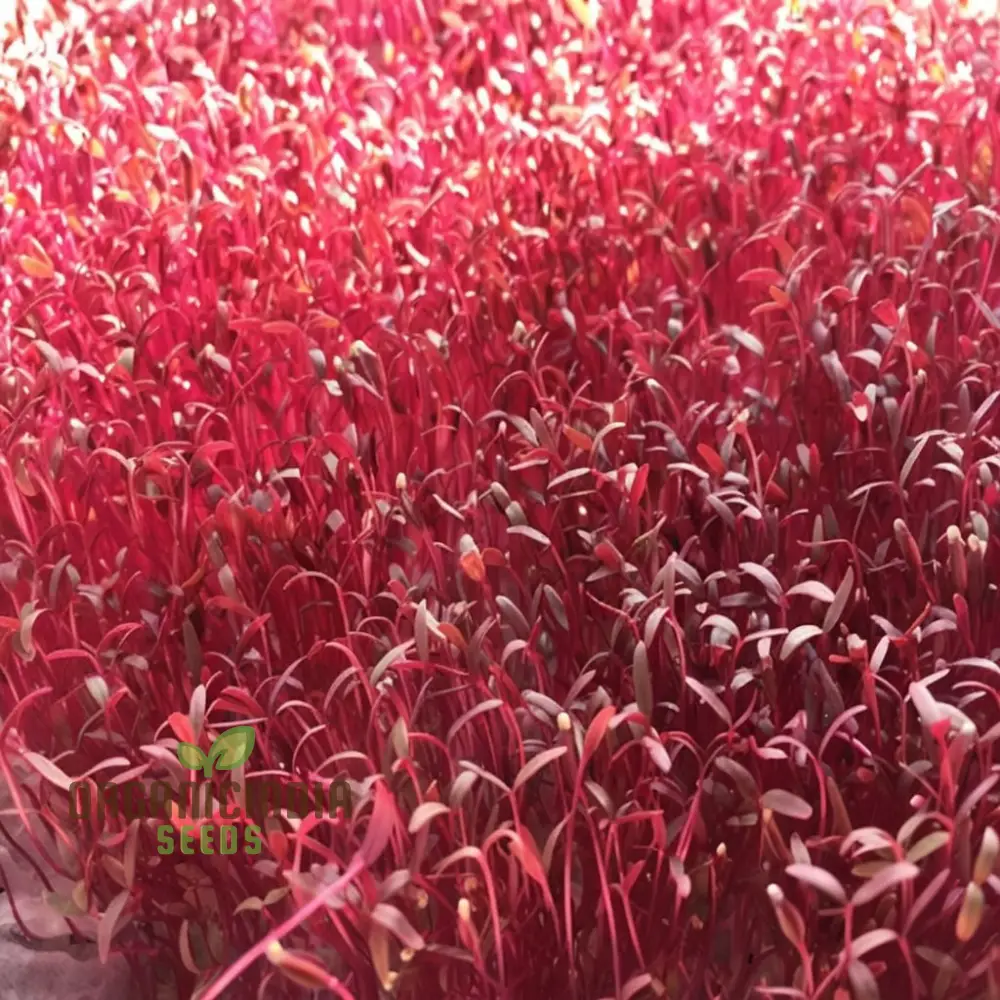 Organic RED Garnet Amaranth: Sprout Your Way to Health with Micro-Green Magic!