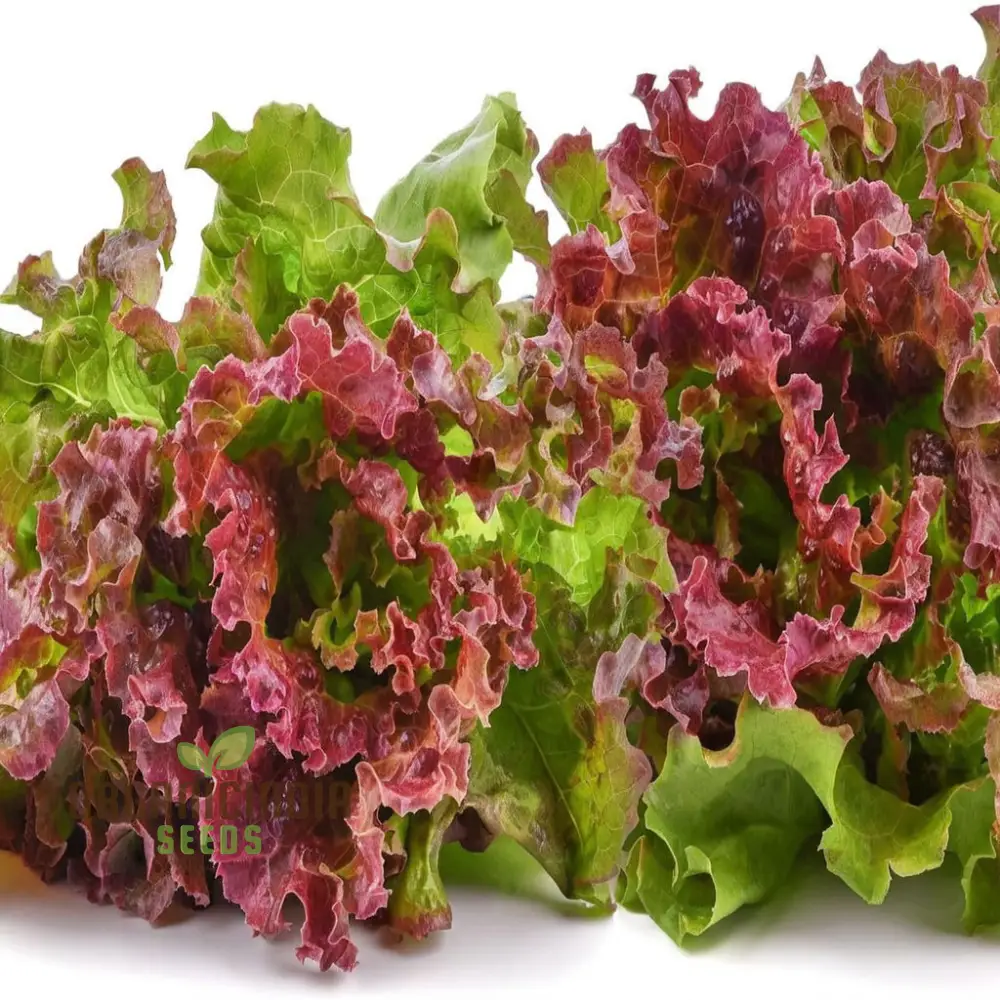 Red Romaine Lettuce Seeds, for Home Gardening Premium Quality Seeds for Growing Fresh, Crisp Lettuce
