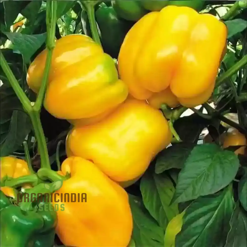 Organic Red Shimla Mirchi Seed & Yellow Capsicum Seed Pack - 50 Seeds for Gardening | Premium Quality Seeds