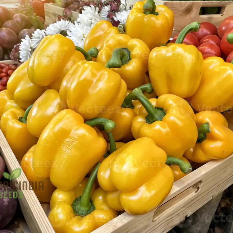 Organic Red Shimla Mirchi Seed & Yellow Capsicum Seed Pack - 50 Seeds for Gardening | Premium Quality Seeds - Image 3