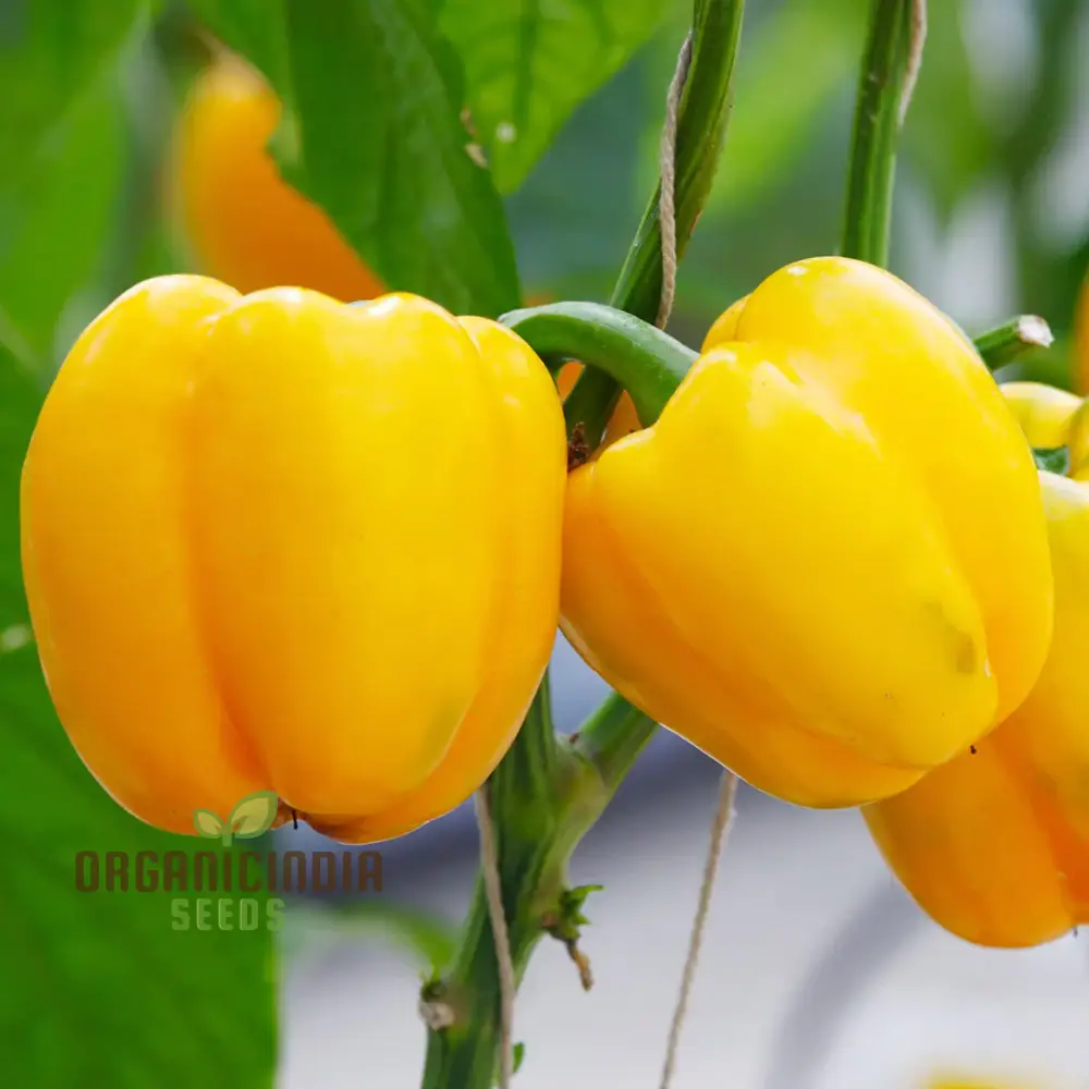 Organic Red Shimla Mirchi Seed & Yellow Capsicum Seed Pack - 50 Seeds for Gardening | Premium Quality Seeds - Image 4