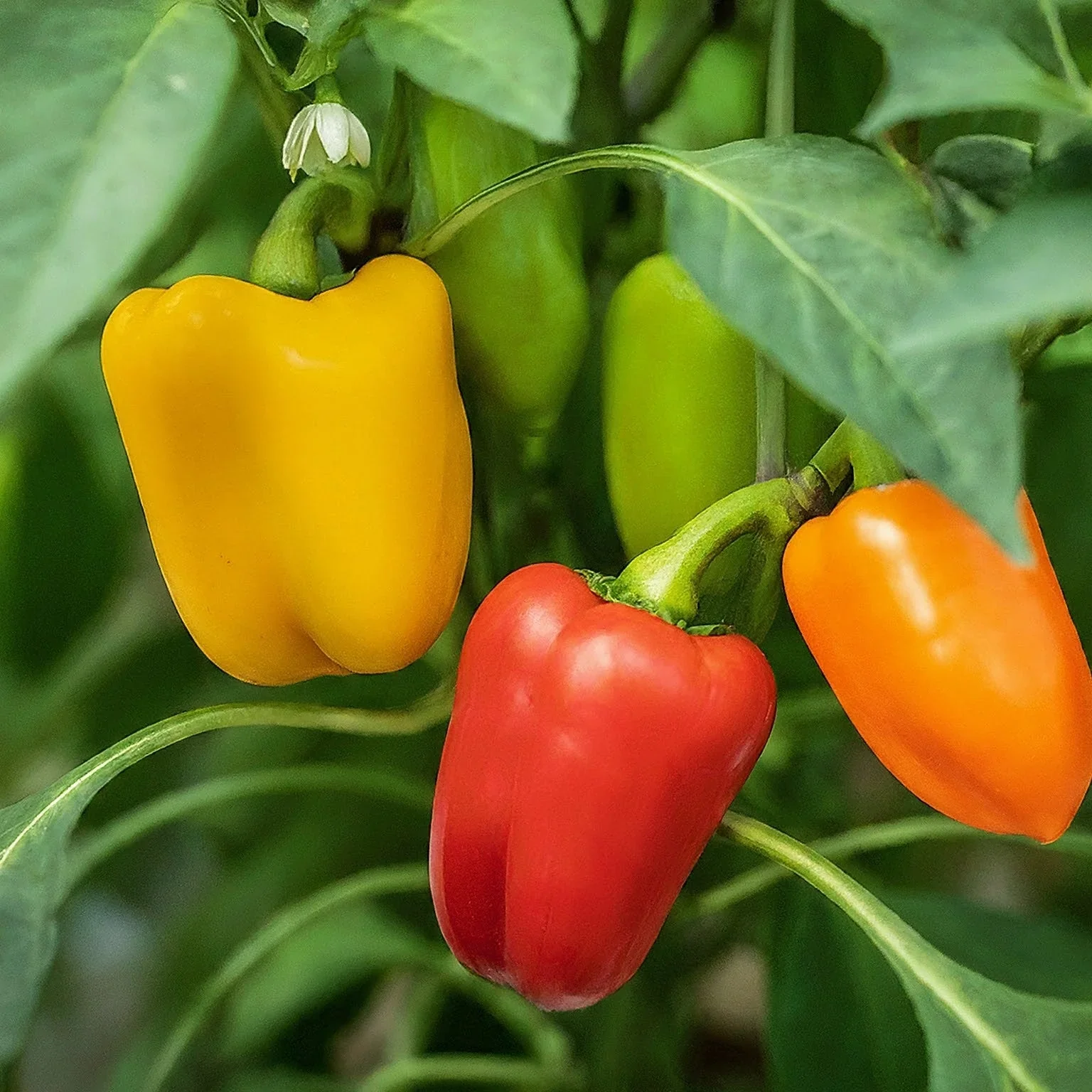 Organic Red Shimla Mirchi Seed & Yellow Capsicum Seed Pack - 50 Seeds for Gardening | Premium Quality Seeds - Image 5