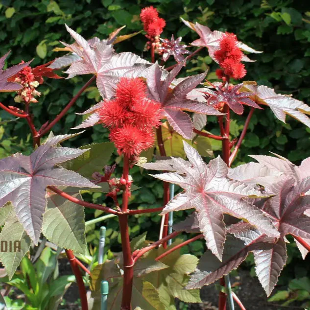 Organic Ricinus Seeds - Carmencita Bright Red, Gardening Enthusiasts | Heirloom Castor Bean Seeds for Lush Gardens and Sustainable Landscaping