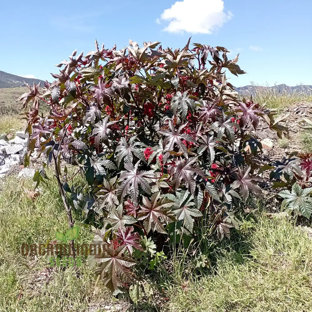 Organic Ricinus Seeds - Carmencita Bright Red, Gardening Enthusiasts | Heirloom Castor Bean Seeds for Lush Gardens and Sustainable Landscaping - Image 3