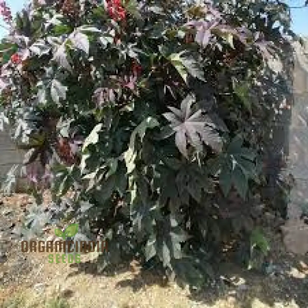 Organic Ricinus Seeds - Carmencita Bright Red, Gardening Enthusiasts | Heirloom Castor Bean Seeds for Lush Gardens and Sustainable Landscaping - Image 4