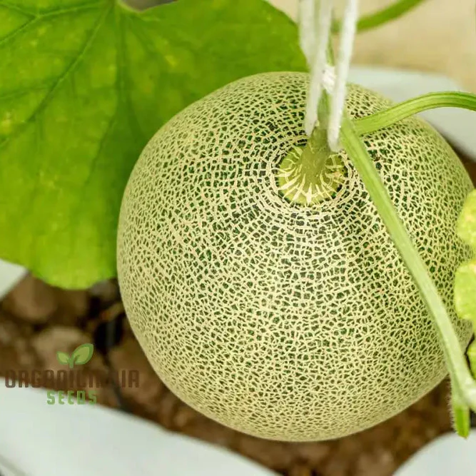 Bask in Garden Splendor, Organic Rocky Ford Green Flesh Melon Heirloom Seeds For Planting