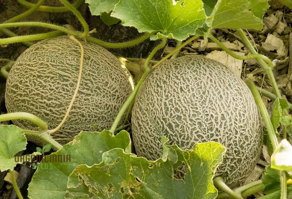 Bask in Garden Splendor, Organic Rocky Ford Green Flesh Melon Heirloom Seeds For Planting - Image 3