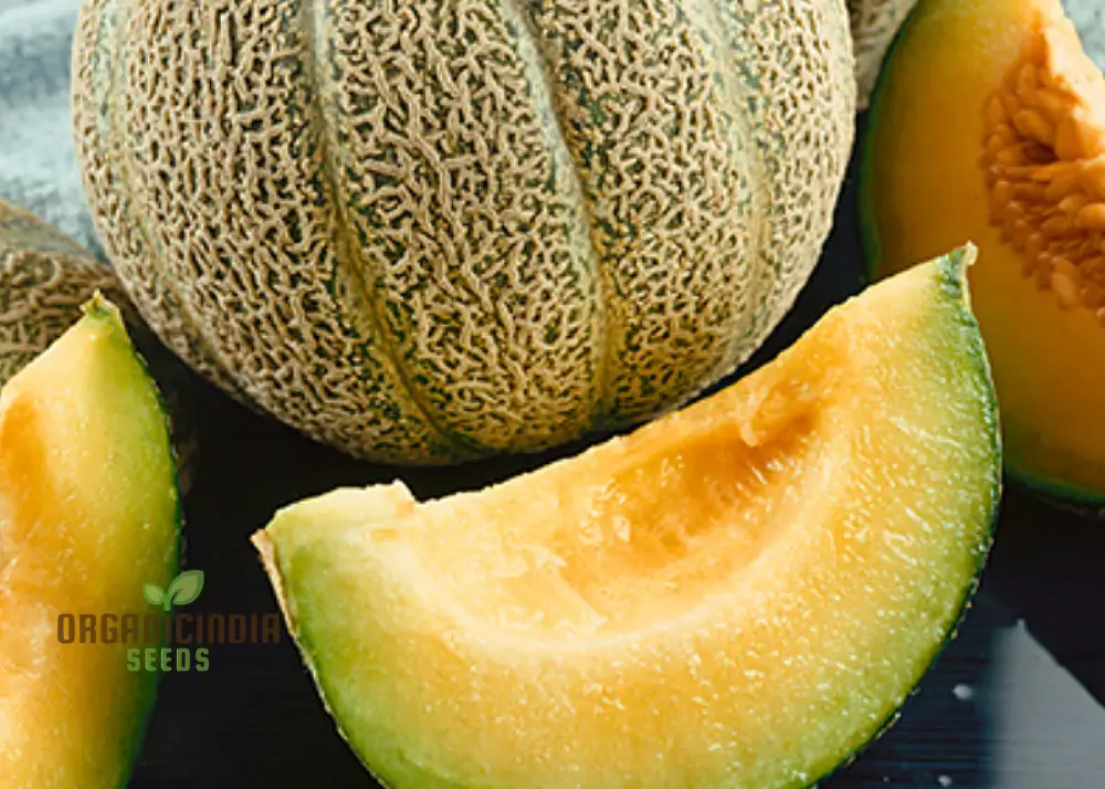 Bask in Garden Splendor, Organic Rocky Ford Green Flesh Melon Heirloom Seeds For Planting - Image 4