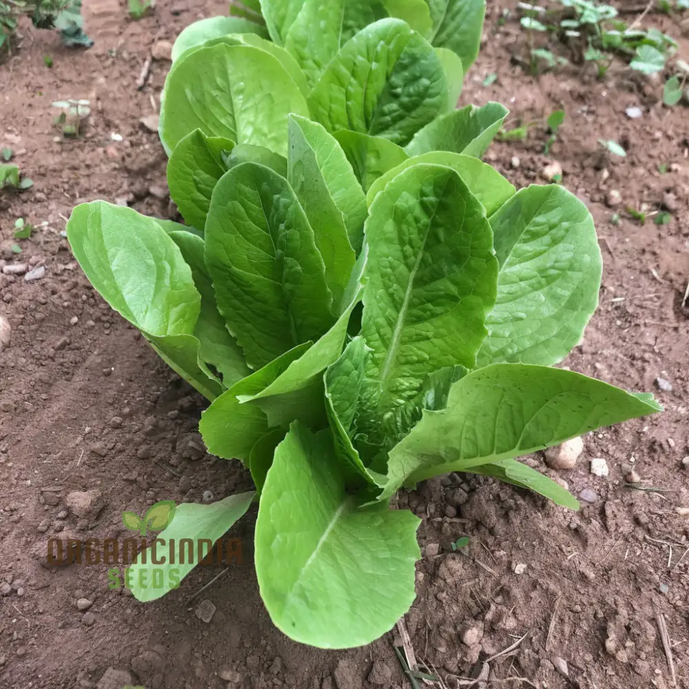 Organic Romaine Parris Island COS Vegetable Seeds - Crisp, Nutritious, Heirloom Variety for Home Gardening