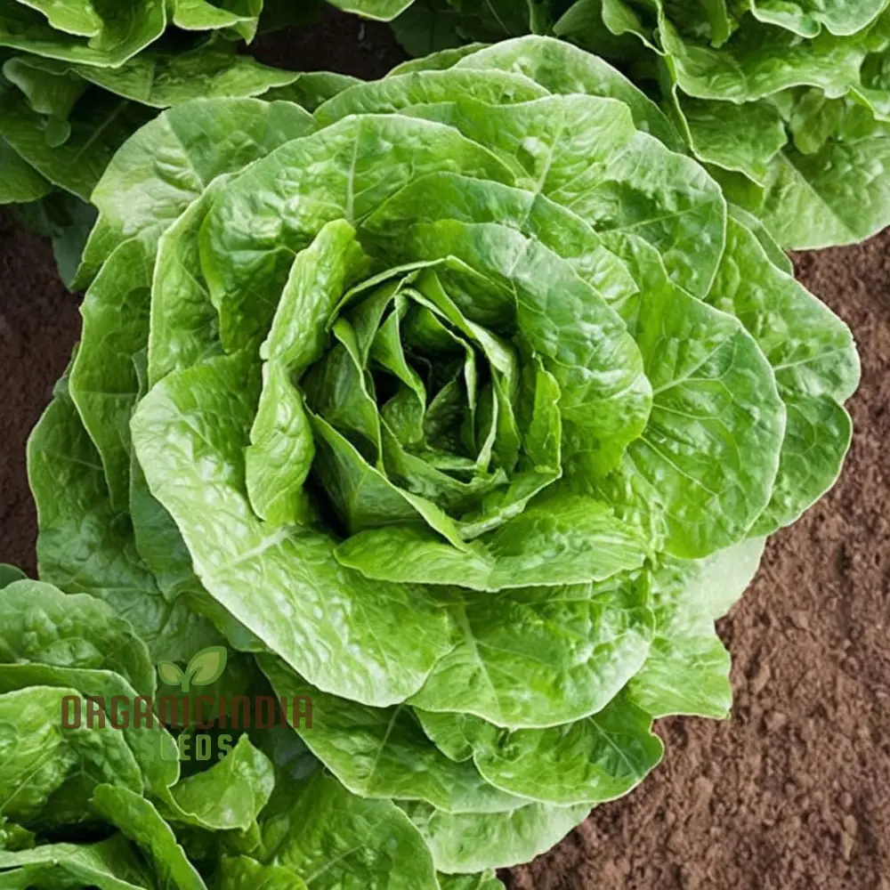 Organic Romaine Parris Island COS Vegetable Seeds - Crisp, Nutritious, Heirloom Variety for Home Gardening - Image 3
