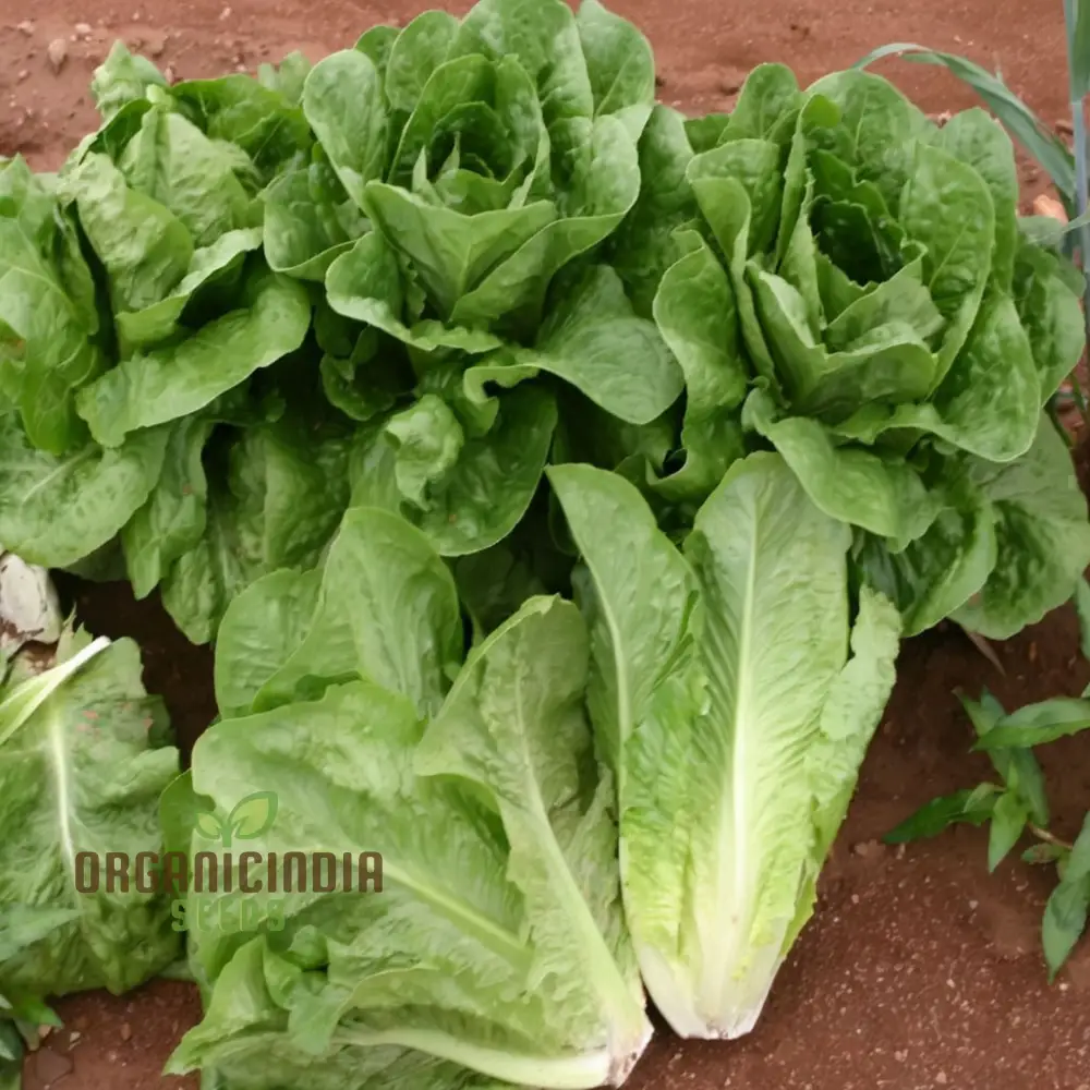 Organic Romaine Parris Island COS Vegetable Seeds - Crisp, Nutritious, Heirloom Variety for Home Gardening - Image 4
