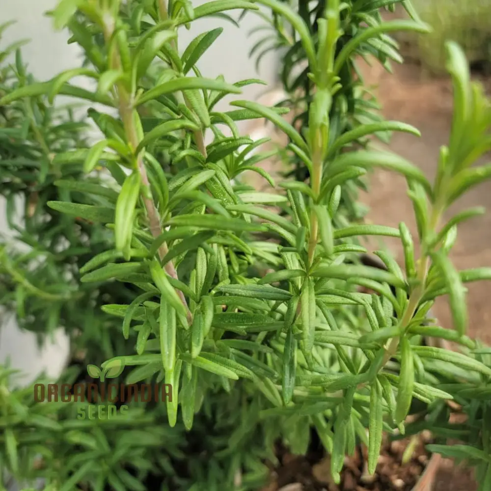 Organic Rosemary Seeds, Fragrant Culinary Herb for Garden, Aromatic, Easy-to-Growing plant