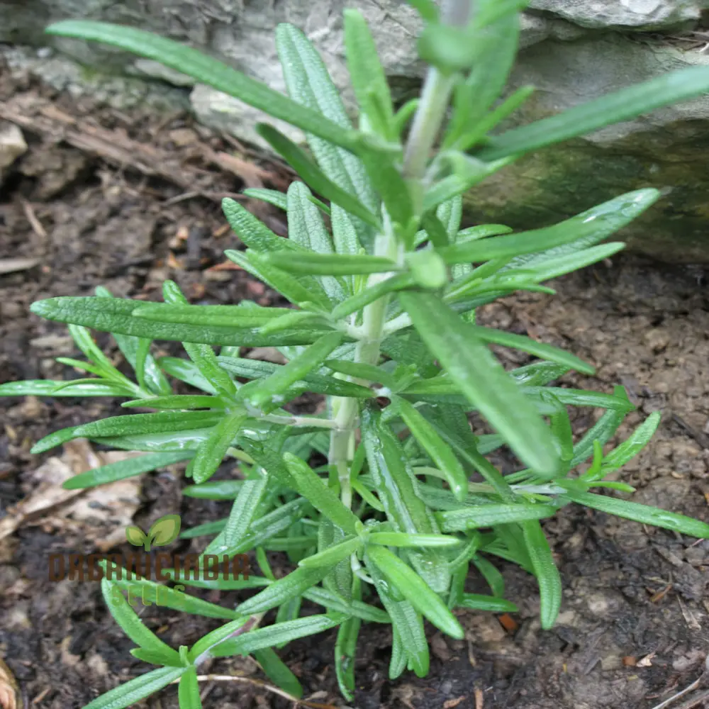 Organic Rosemary Seeds, Fragrant Culinary Herb for Garden, Aromatic, Easy-to-Growing plant - Image 3