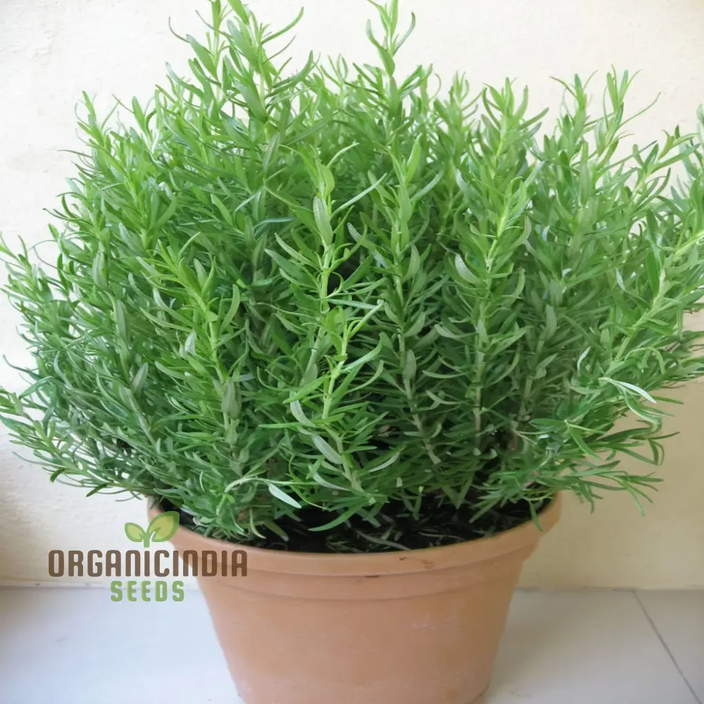 Organic Rosemary Seeds, Fragrant Culinary Herb for Garden, Aromatic, Easy-to-Growing plant - Image 4