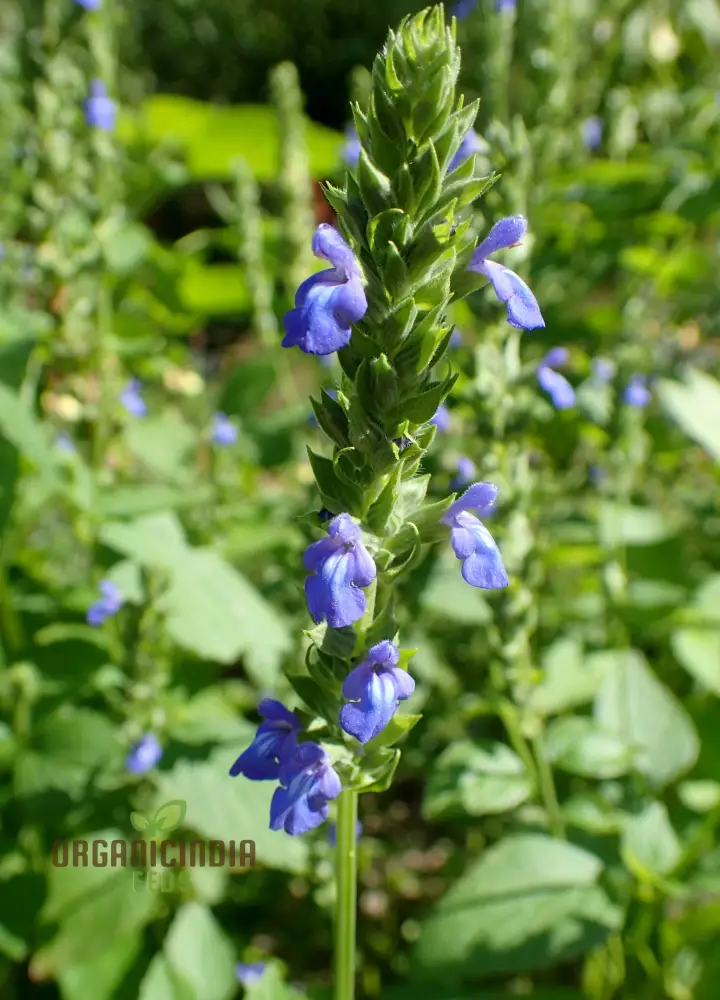 Organic Salvia Hispanica (Chia) Flower Seeds for Planting,Premium Quality Seeds for Planting and Healthy Gardens