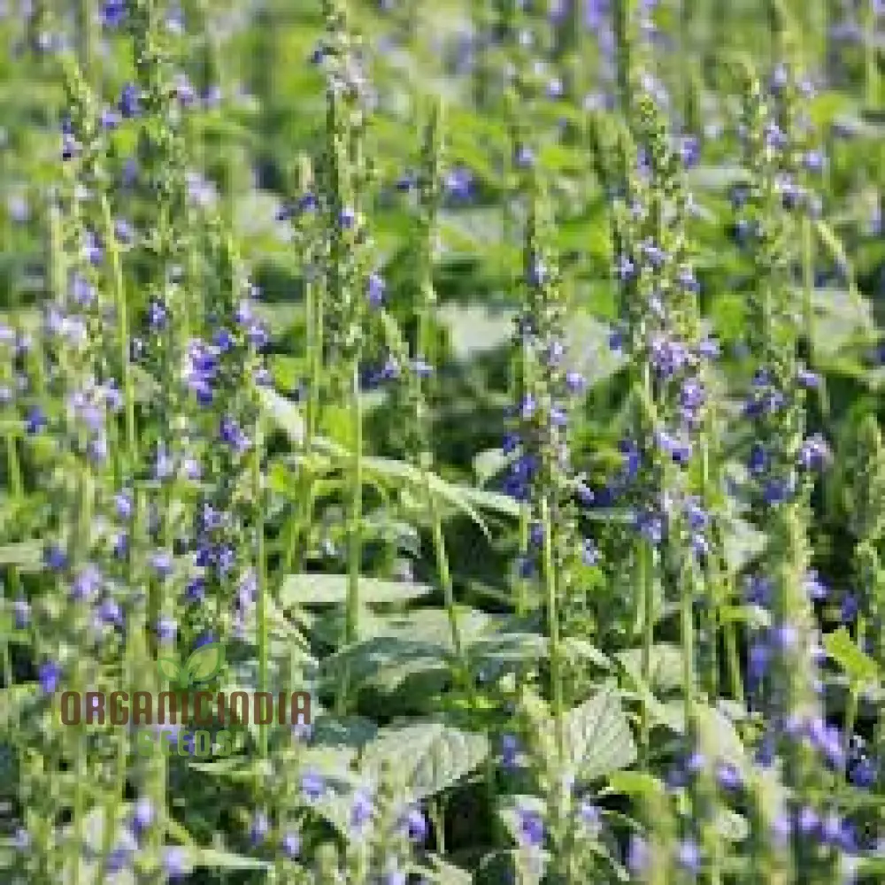 Organic Salvia Hispanica (Chia) Flower Seeds for Planting,Premium Quality Seeds for Planting and Healthy Gardens - Image 3