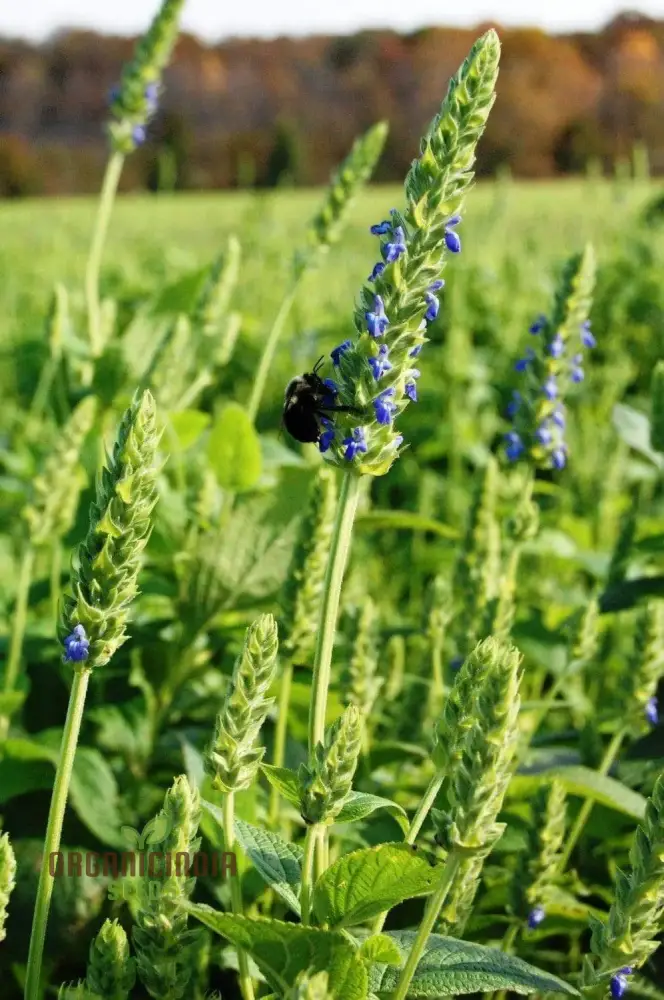 Organic Salvia Hispanica (Chia) Flower Seeds for Planting,Premium Quality Seeds for Planting and Healthy Gardens - Image 4