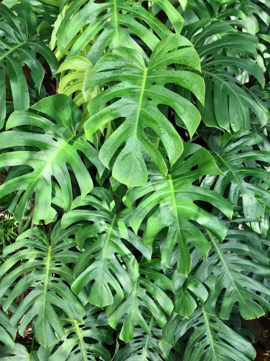 Split Leaf Philodendron Vine Seeds – Organic Tropical Foliage Variety for Home & Garden