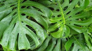 Split Leaf Philodendron Vine Seeds – Organic Tropical Foliage Variety for Home & Garden - Image 3