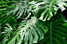 Split Leaf Philodendron Vine Seeds – Organic Tropical Foliage Variety for Home & Garden - Image 4